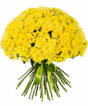 Желтые Хризантемы под ленту: фото. Мир цветов Киров